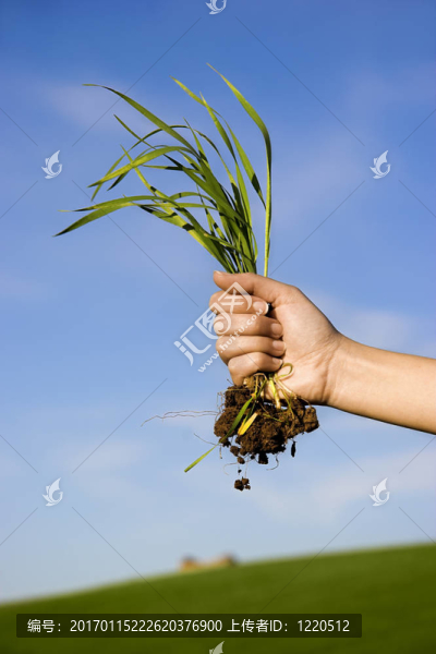 把草
