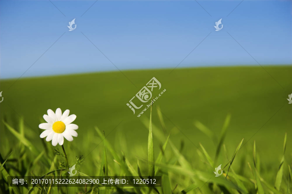 白色的雛菊