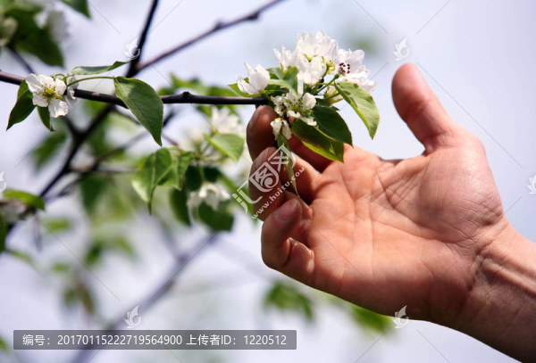 蘋果樹開花
