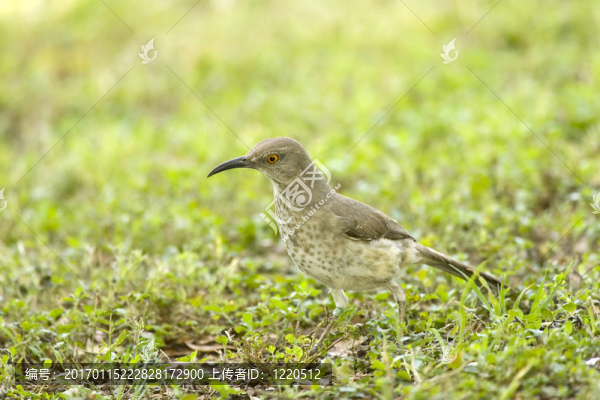 彎嘴鶇鳥