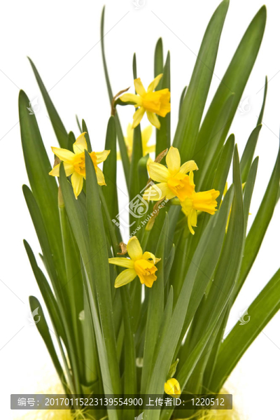 daffodiles