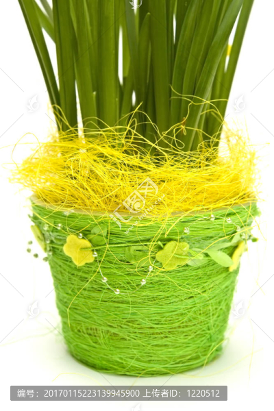 daffodiles