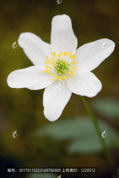 銀蓮花。