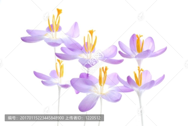 紫春番紅花