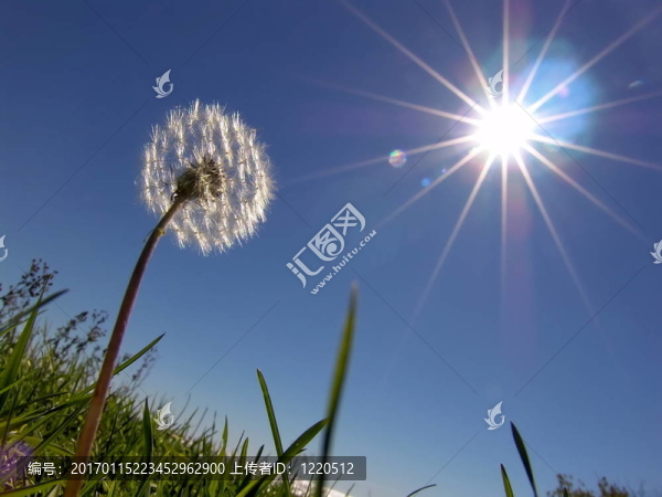 蒲公英和太陽(yáng)
