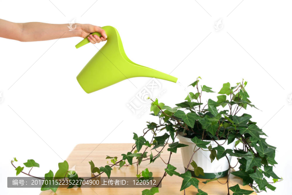 盆栽澆灌綠色常春藤