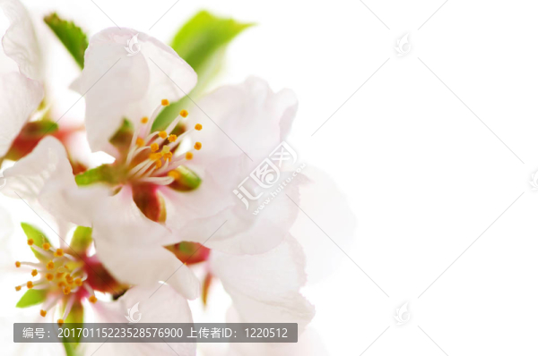 粉紅色的櫻花