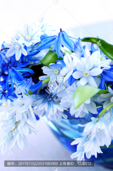 第一個(gè)春天的花朵