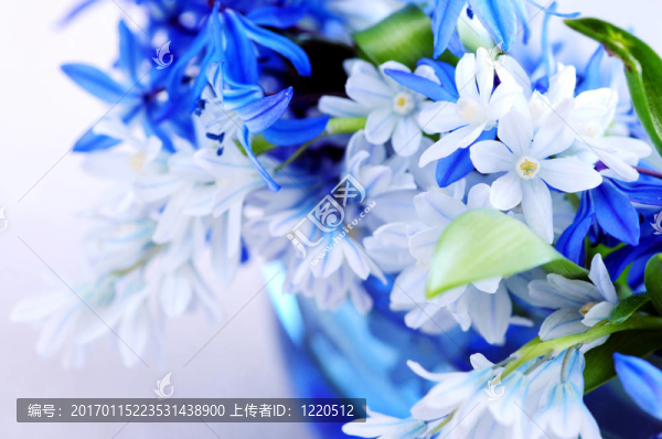 第一個春天的花朵