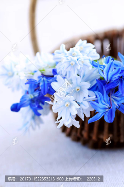 第一個(gè)春天的花朵