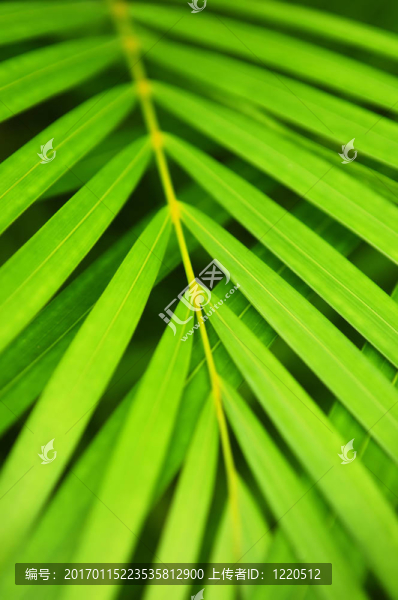 棕櫚樹的葉子