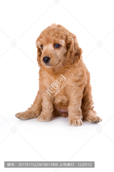 貴賓犬中的小狗