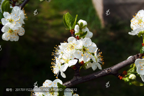 櫻花
