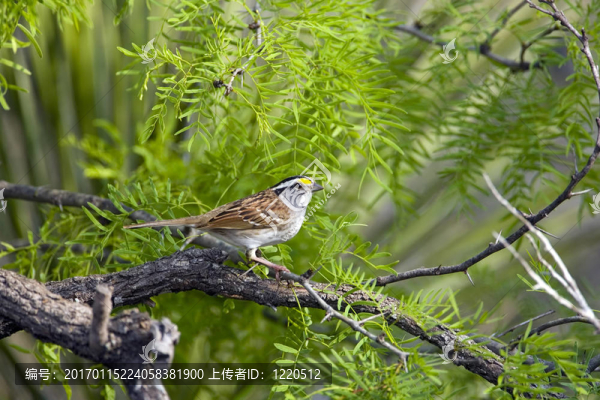 白喉Sparrow
