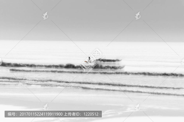 沖浪花花公子1