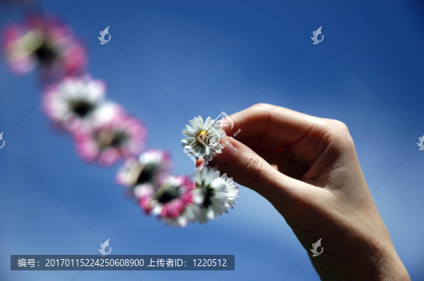 吹菊花鏈