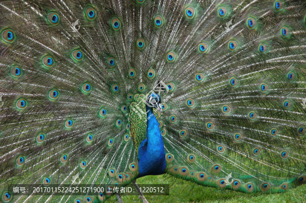 peacock_tail