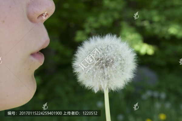 蒲公英