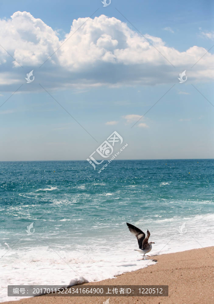 海鷗