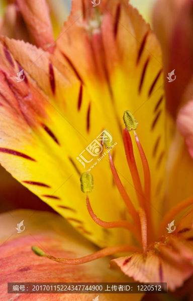 百合花。