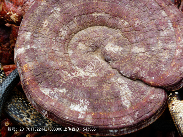 野生靈芝-匯圖網(wǎng) www.fosd68.com 野生靈芝