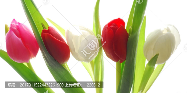一束五顏六色的郁金香
