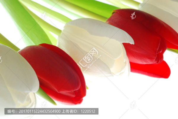一束五顏六色的郁金香-匯圖網(wǎng) www.fosd68.com 一束五顏六色的郁金香