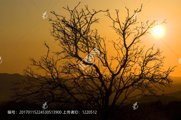 燃燒的灌木叢
