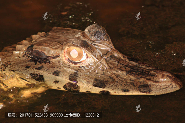 凱門(mén)鱷的夜晚