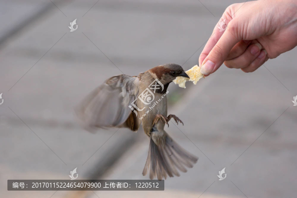 麻雀喂食