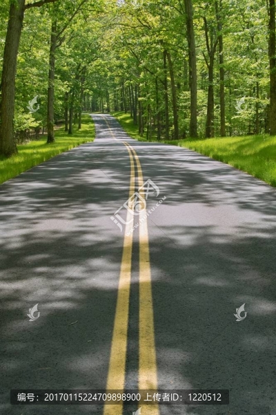 穿越森林的道路-匯圖網(wǎng) www.fosd68.com 穿越森林的道路