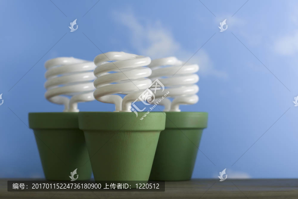 三CFL苗盆