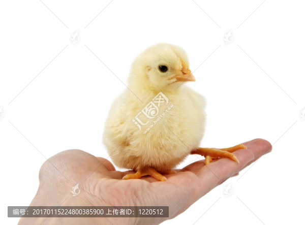 小黃色的小雞在一只手