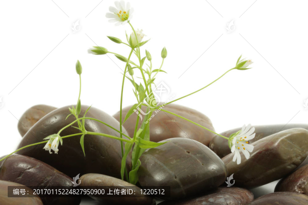 花在石頭的照耀
