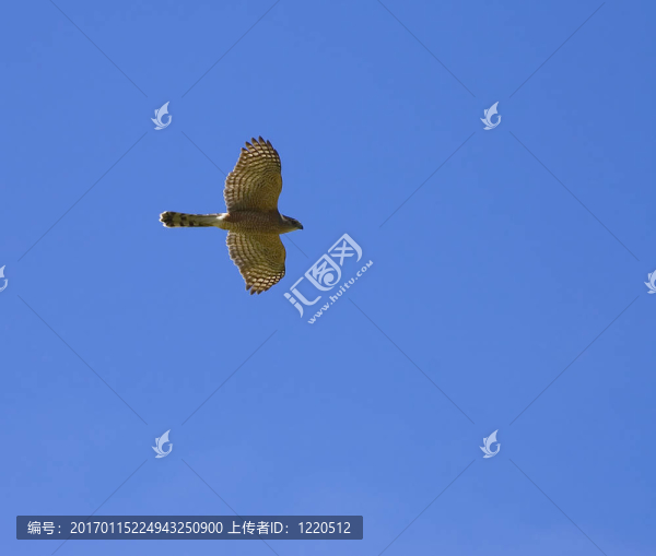 庫珀的鷹鷹