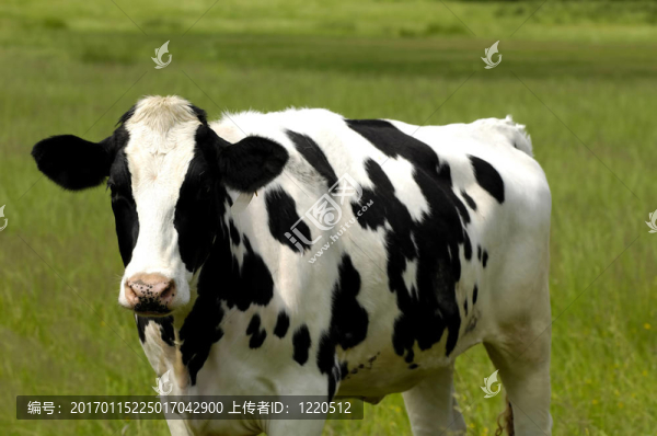 牛