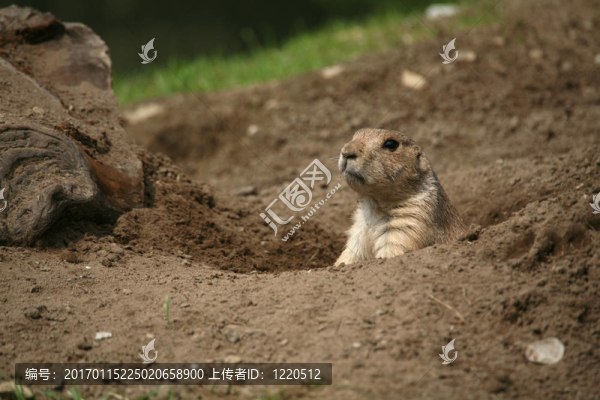 草原犬鼠