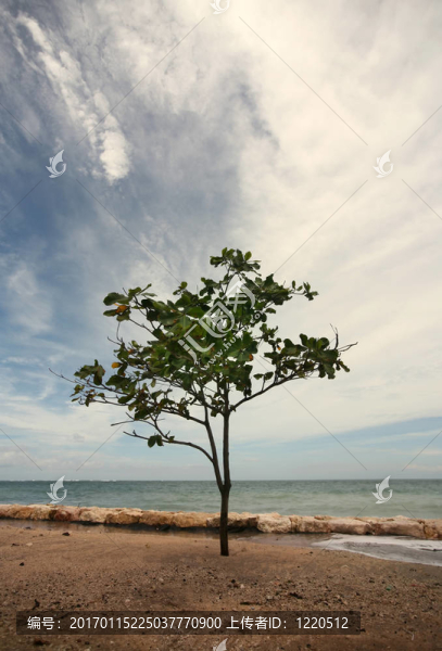 孤獨(dú)的樹(shù)