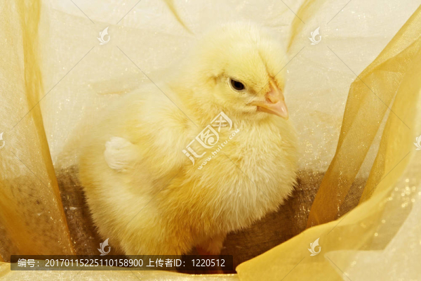 小黃雞