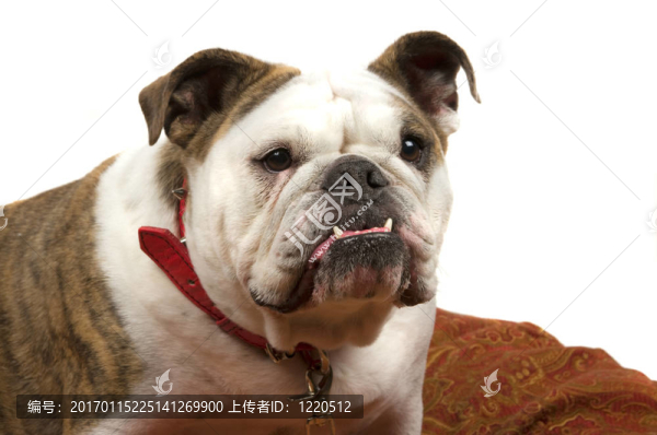 斗牛犬