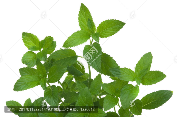 薄荷