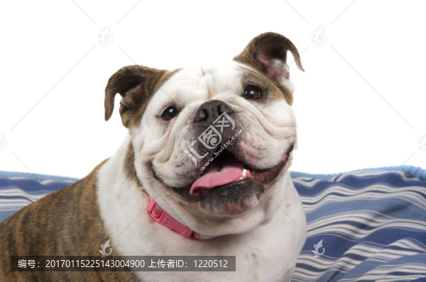 斗牛犬