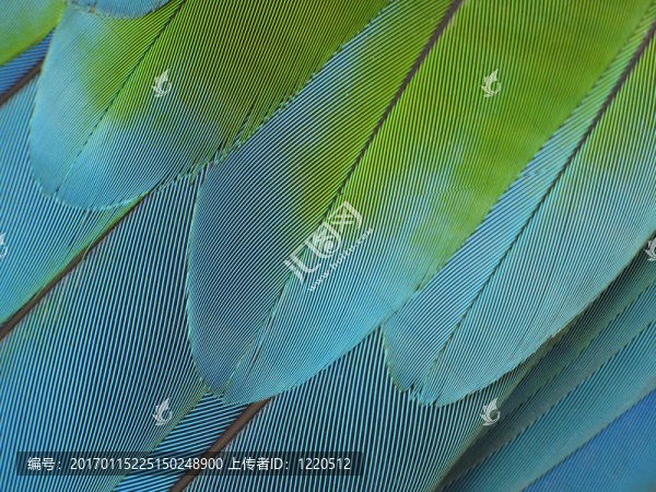 彩色羽毛的特寫