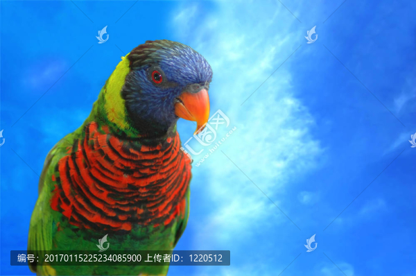 虹彩吸蜜鸚鵡