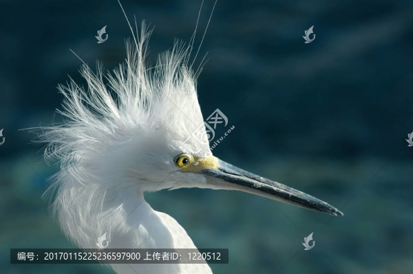 奇怪的鳥