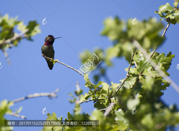 hummingbird1