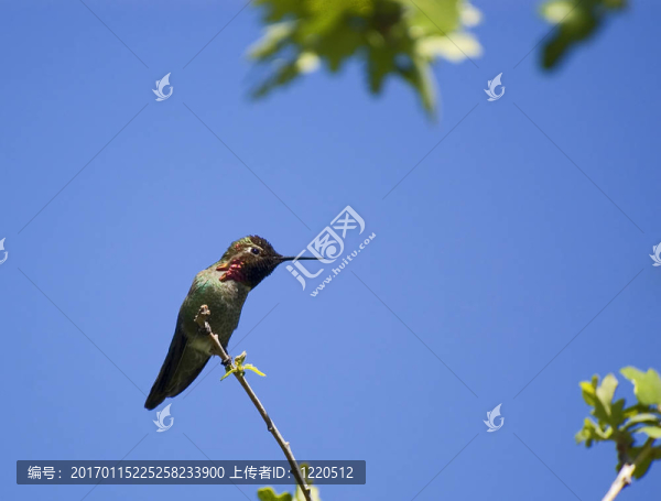 hummingbird5