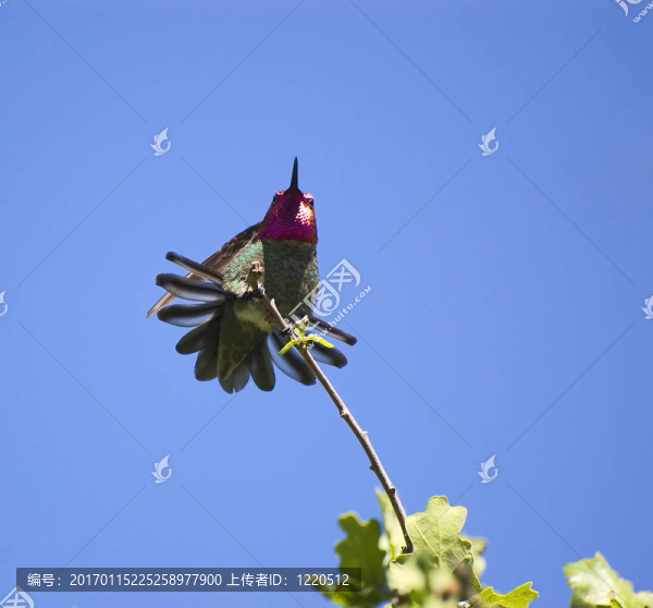 hummingbird7