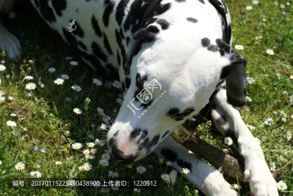 Dalmatian和一些花。