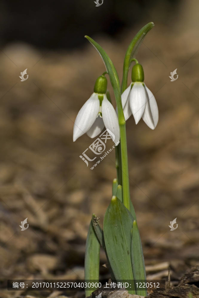 雪花蓮
